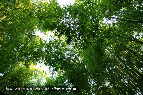 竹子,竹林