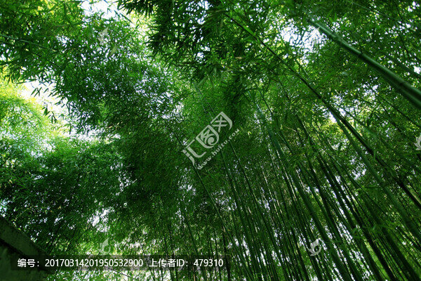 竹子,竹林