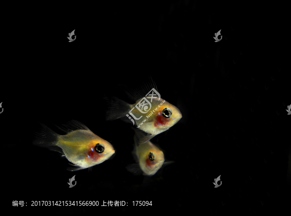 小型魚小丸子
