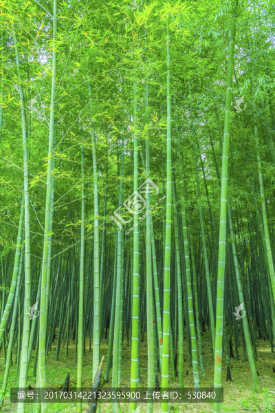 竹子竹林