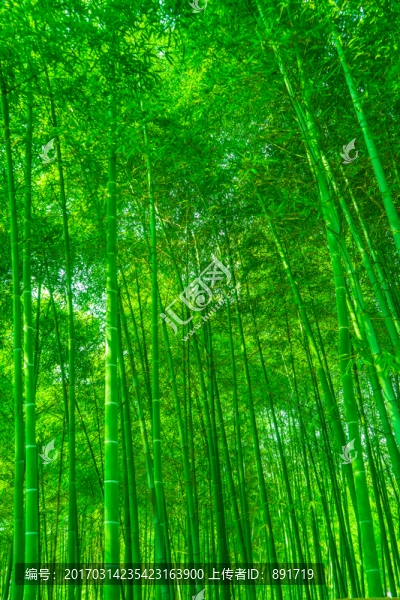 竹林風光,竹林背景竹林素材
