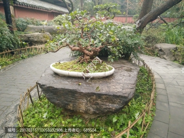 盆景藝術(shù)