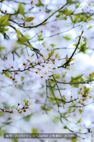 櫻花