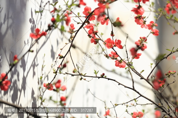 春花