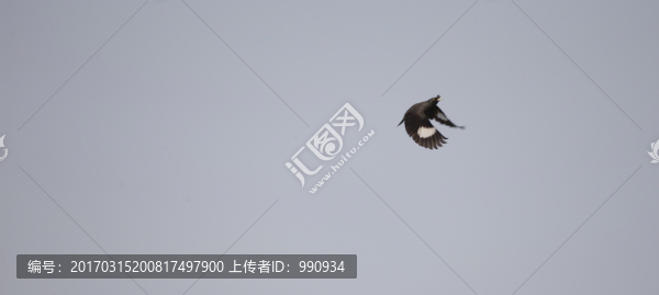 鳥