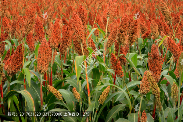 紅高粱,高格