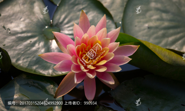睡蓮,花蕊,綻放