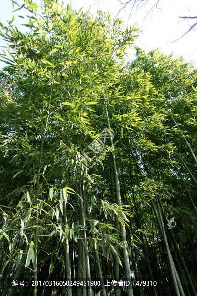 竹林,竹子