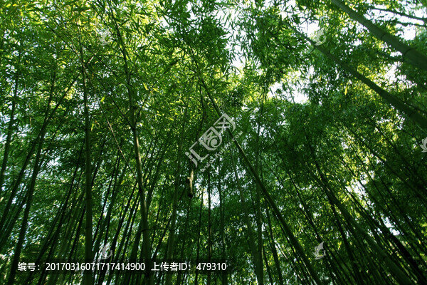 竹林