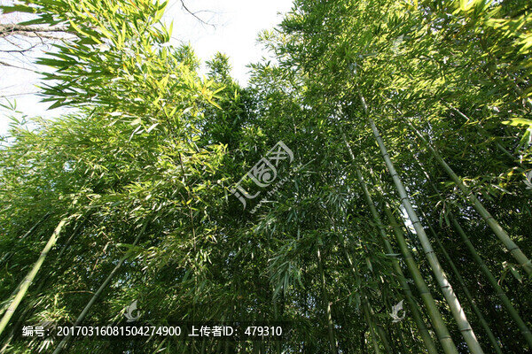 竹林,竹子,公園,植物