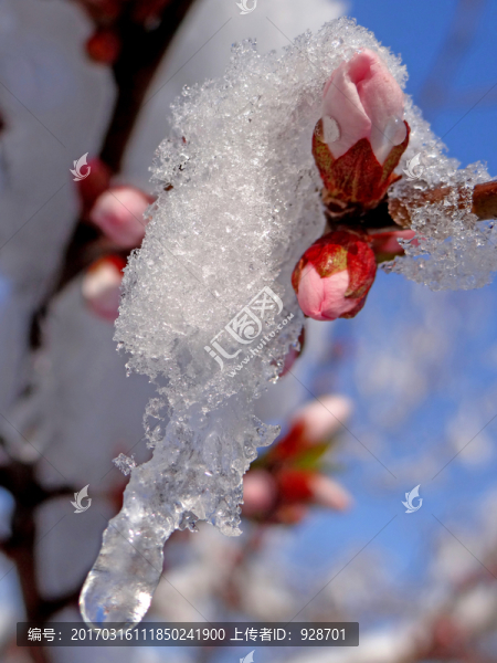 化雪潤枝頭