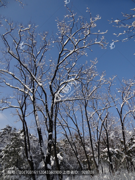 雪掛枝頭