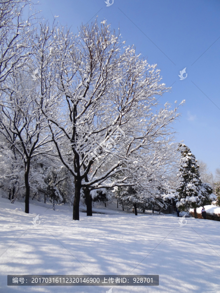 晶瑩雪世界