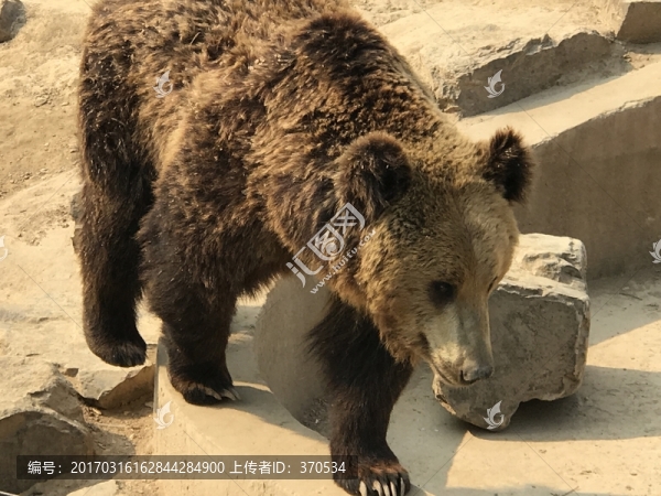 動(dòng)物園,戶外,休閑場(chǎng)所,春天