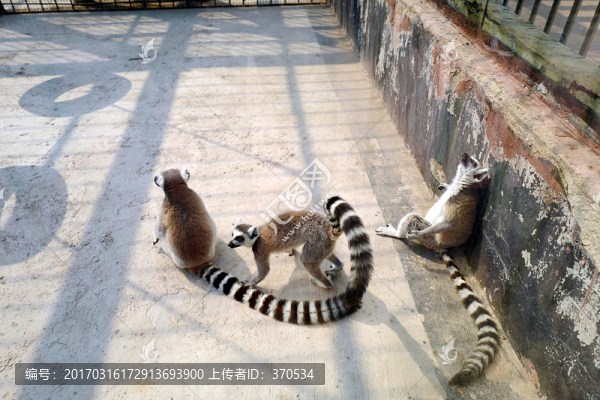 動物園,戶外,休閑場所,春天