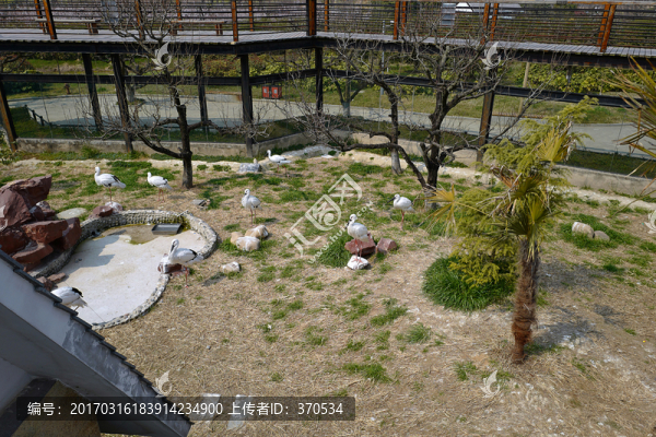動物園,戶外,休閑場所,春天