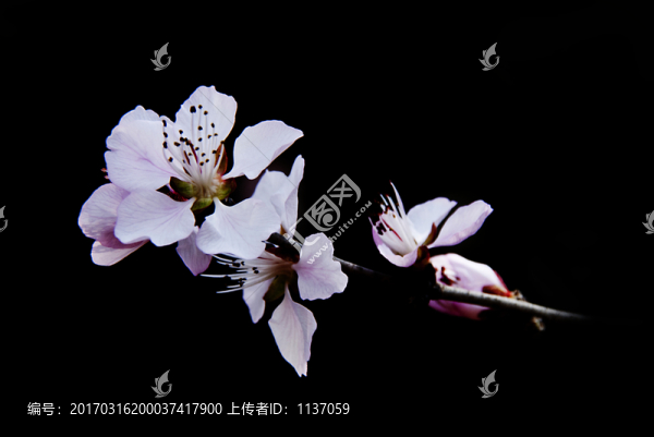 山桃花