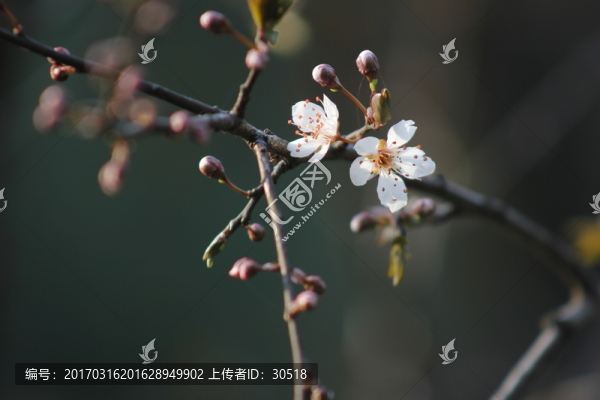 春在枝頭