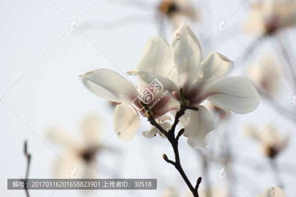 玉蘭花開