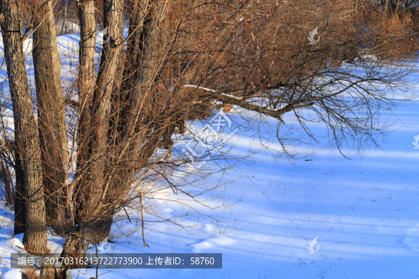 雪原樹(shù)林