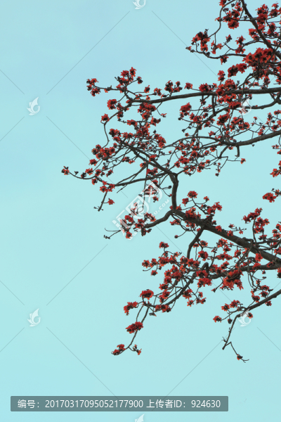 紅花木棉花