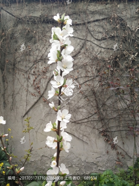 花草植物
