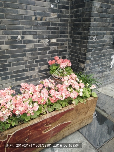 花卉植物