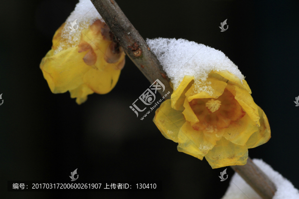 臘梅