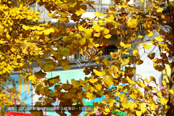 銀杏樹