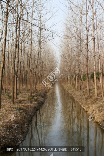 冬天的濕地森林公園