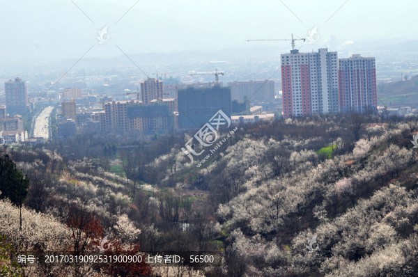 櫻桃溝風光