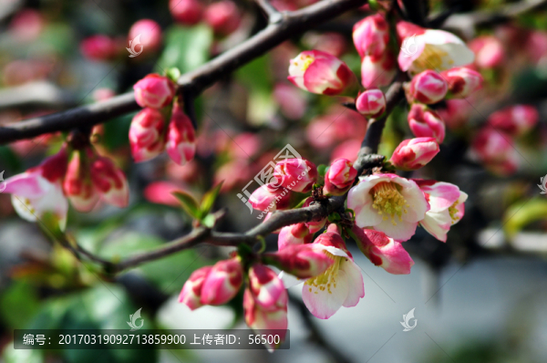 海棠花
