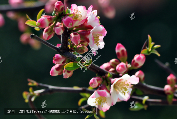海棠花