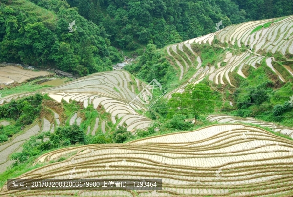 春之梯田