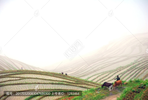 春之梯田