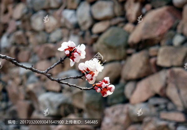 石墻杏花,鄉(xiāng)村
