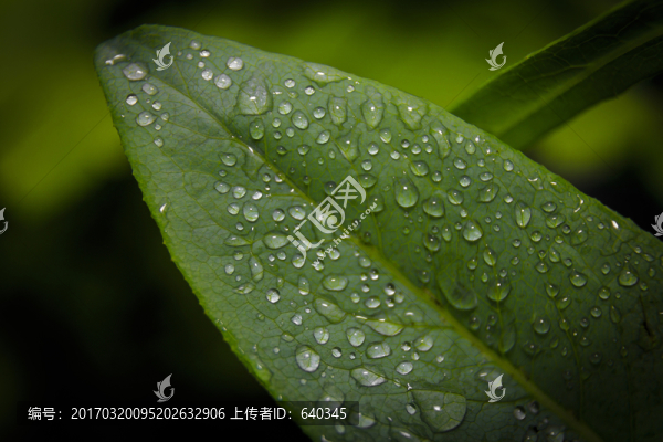 微距