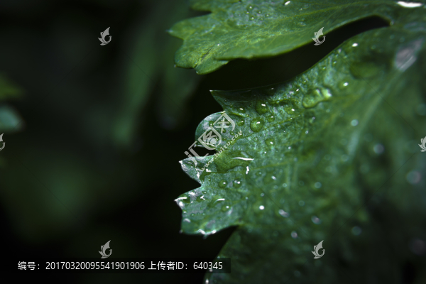 微距