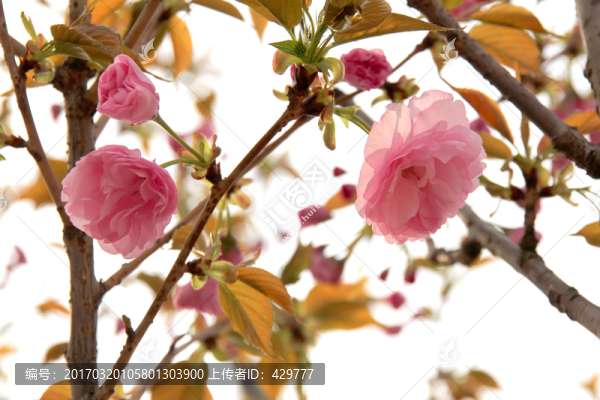 櫻花