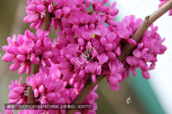 春天,,,花卉