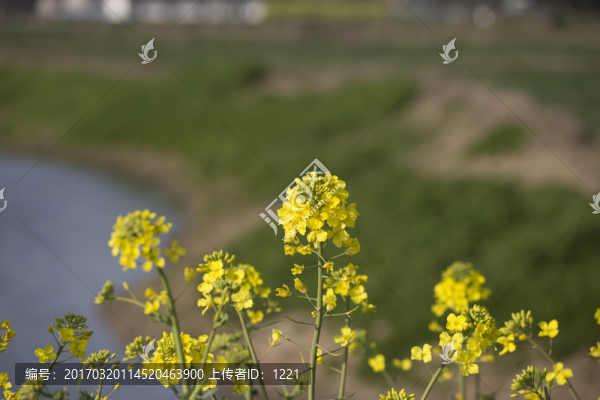 河岸油菜花