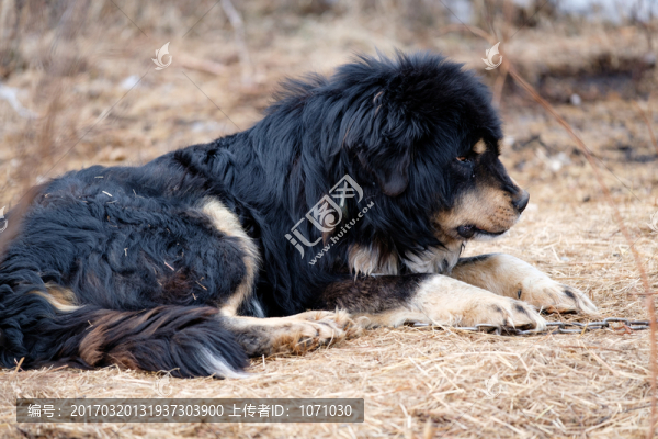 藏獒狗