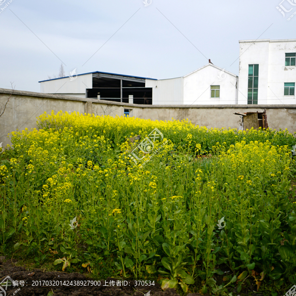 油菜花,花卉,植物,戶外,油菜