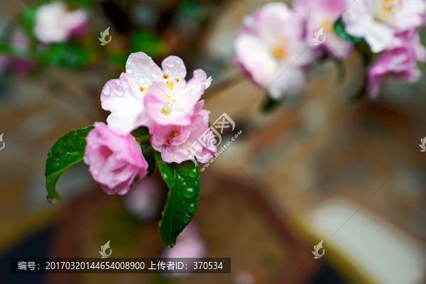 海棠花,花卉,花朵,植物,盆栽
