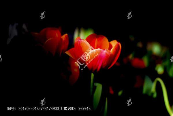 郁金香