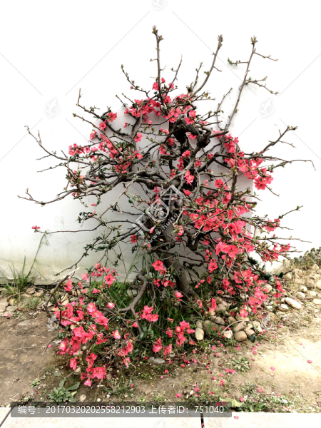 墻角紅花