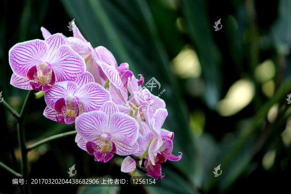 蝴蝶花蝴蝶蘭