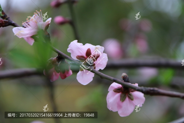 桃花