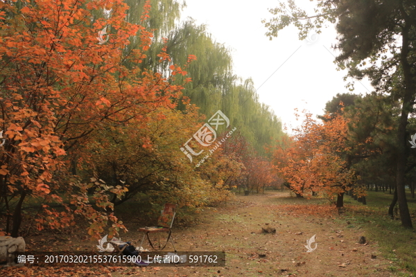 紅葉