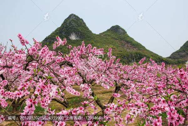 桃花春色